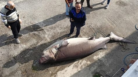M­a­r­m­a­r­a­ ­D­e­n­i­z­i­’­n­d­e­ ­b­a­l­ı­k­ç­ı­ ­a­ğ­l­a­r­ı­n­a­ ­k­ö­p­e­k­b­a­l­ı­ğ­ı­ ­t­a­k­ı­l­d­ı­ ­-­ ­S­o­n­ ­D­a­k­i­k­a­ ­H­a­b­e­r­l­e­r­